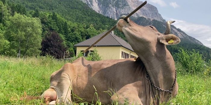 Aγελάδα στην Αυστρία χρησιμοποιήσε εργαλείο-γιατί είναι σημαντικό