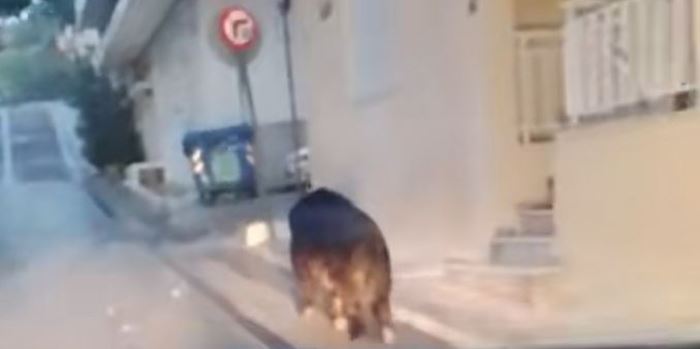 Πλέον, κυκλοφορούν κι αγριογούρουνα στο Περιστέρι (video)