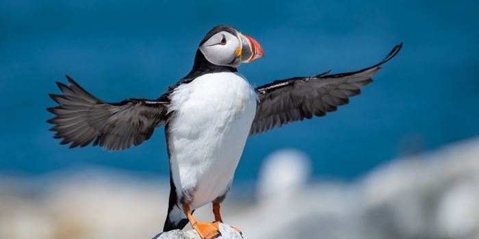 Αν θέλεις να μετράς θαλάσσιους παπαγάλους και να δουλεύεις, αυτή είναι η ευκαιρία σου