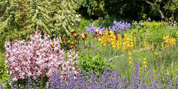 Αυτό είναι το πιο ανθεκτικό φυτό εκεί έξω - Aν του βάλεις φωτιά, δεν καίγεται