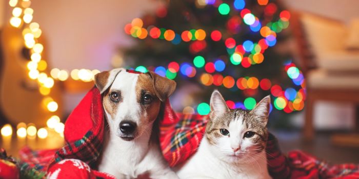 Αθόρυβα Πυροτεχνήματα | Η νέα πρωτοβουλία της Ειδικής Γραμματείας για την Προστασία των Ζώων Συντροφιάς