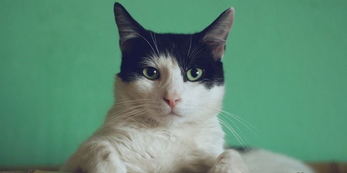 Τι δεν πρέπει να κάνεις ποτέ στη γάτα σου