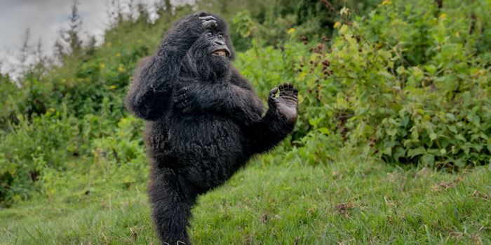 Ανακοινώθηκαν οι νικητές των Βραβείων Nikon Comedy Wildlife Awards 2025