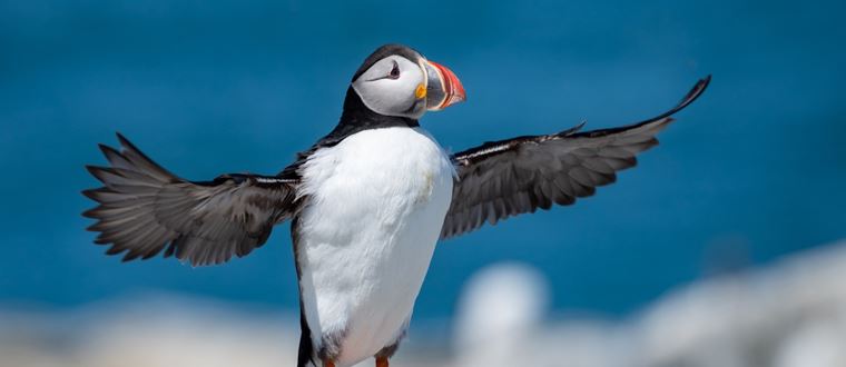 Αν θέλεις να μετράς θαλάσσιους παπαγάλους και να δουλεύεις, αυτή είναι η ευκαιρία σου