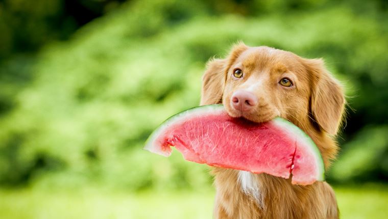 Καρπούζι, ο πρωταγωνιστής του καλοκαιριού