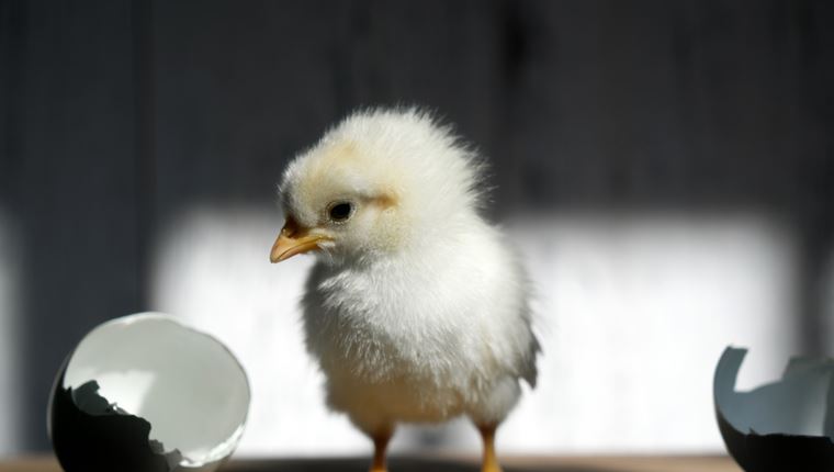 Τελικά η κότα έκανε το αυγό-η επιστημονική εξήγηση