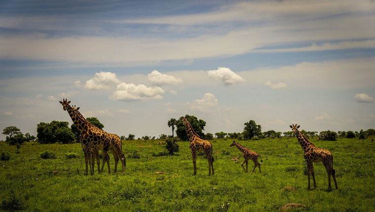Τι μαθαίνεις κάνοντας φωτογραφικό σαφάρι στην Αφρική και μερικές υπέροχες εικόνες