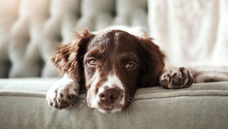 Το αρχαίο DNA ρίχνει φως στην προϊστορία των σκύλων