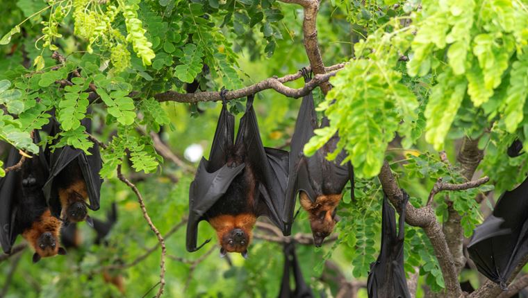 Η νέα θεωρία συνομωσίας για τον κορονοϊό που αμφισβητεί η επιστήμη