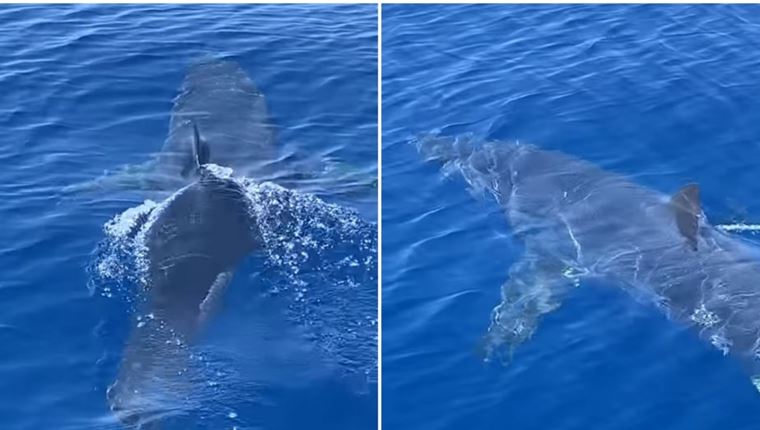 Σε άλλα νέα, καρχαρίας βόλταρε κοντά στο λιμάνι της Ζακύνθου