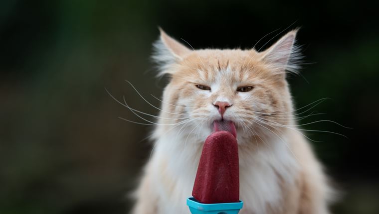 Οδηγός διατροφής για τις ημέρες του καύσωνα