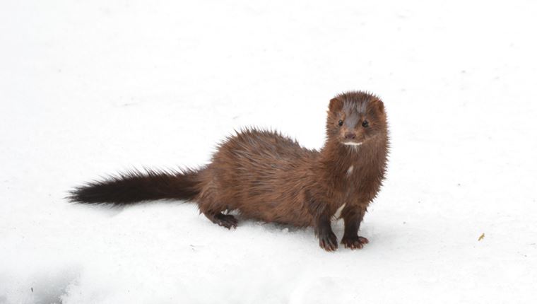 Στην Ρωσία αναπτύσσουν εμβόλιο κατά του κορονοϊού για κατοικίδια και βιζόν