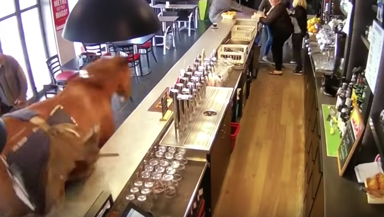 Χωρίς πλάκα, στη Γαλλία ένα άλογο μπήκε σε ένα μπαρ