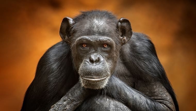 Είναι πιο δυνατοί οι χιμπατζήδες από τον άνθρωπο; Τα δεδομένα της επιστήμης
