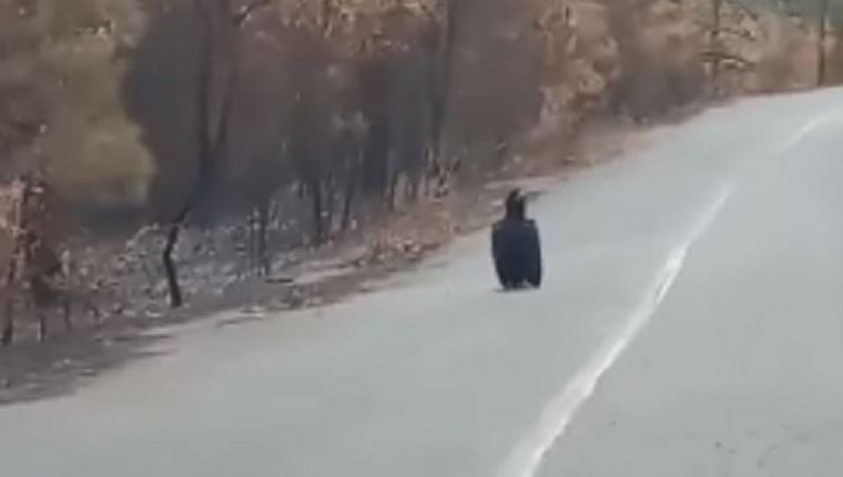 Οι σπάνιοι μαυρόγυπες αναζητούν το σπίτι τους στα καμμένα του Έβρου