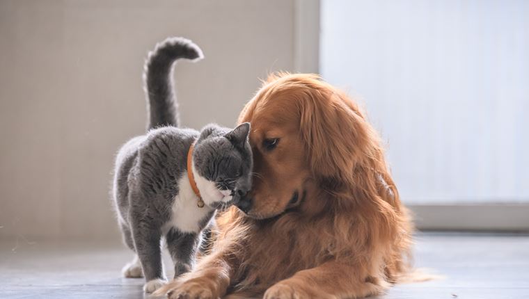 Το νομοσχέδιο για τα ζώα συντροφιάς μόλις κατατέθηκε