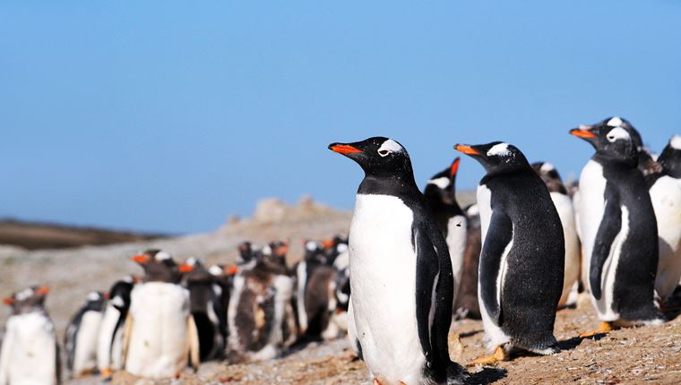 Ονειρικό νησί με πιγκουίνους βγαίνει στο σφυρί, ο ιδιοκτήτης δεν ξέρει πόσα να ζητήσει