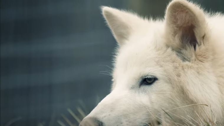 Ανταρόλυκος: Μήπως η επιστροφή του δεν είναι και τόσο επιστροφή;