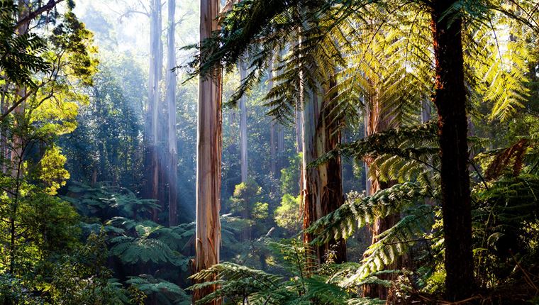 Η δύναμη της φύσης στην ανθρώπινη υγεία