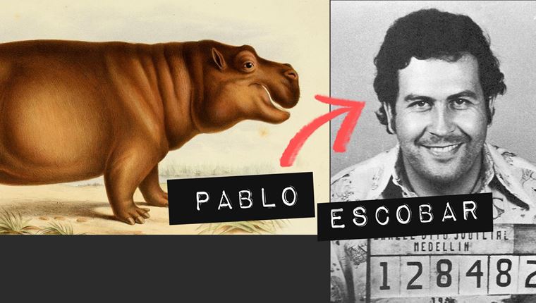 Ο Pablo Escobar ακόμα αποτελεί πρόβλημα για τους ιπποπόταμους στην Κολομβία