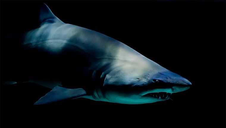 Όρκα εναντίον καρχαρία