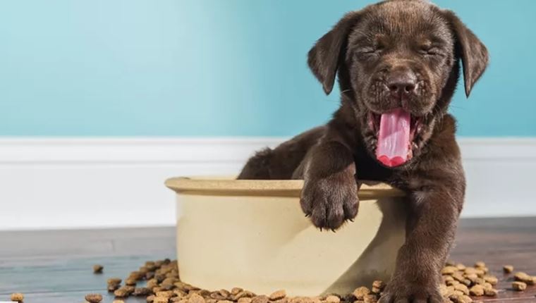 Τι πρέπει να προσέξεις για να επιλέξεις τη σωστή τροφή για τον σκύλο σου