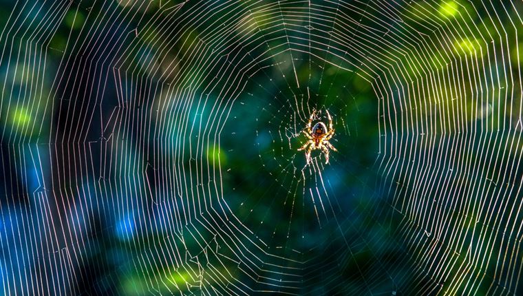 Κι αν η φονική αράχνη-μπανάνα θεραπεύει τη στυτική δυσλειτουργία;