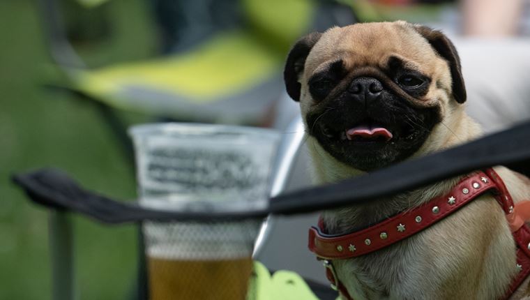 Μπύρα για σκύλους: Αυτό που έλειπε από τον πλανήτη