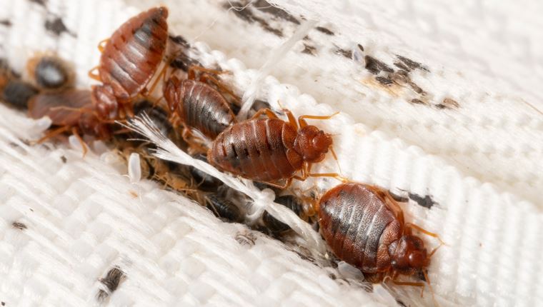 Πώς έφτασαν οι κοριοί στην Ελλάδα