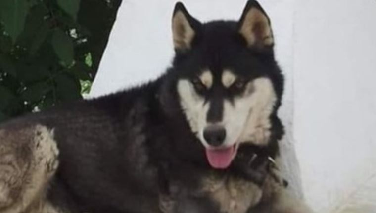 Τι δείχνουν οι νέες αποκαλύψεις για τον βασανιστικό θάνατο του Όλιβερ στην Αράχωβα