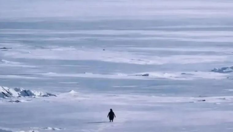 Αυτή είναι ιστορία του πιο viral πιγκουίνου στο ίντερνετ-Γιατί κατέκλυσε τα social media