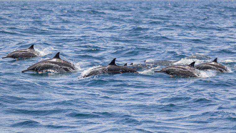 Υπάρχει λόγος που ο πόλεμος στην Ουκρανία σκοτώνει εκατοντάδες δελφίνια