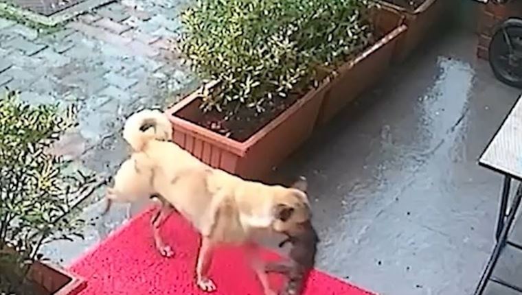 Σκυλίτσα μετέφερε το ετοιμοθάνατο κουτάβι της σε κτηνιατρείο για να το σώσουν (video)