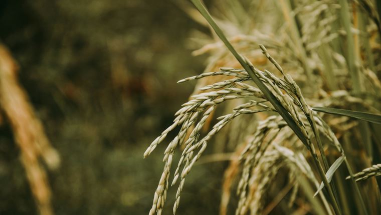 O υδατάνθρακας που δεν χρειάζεται να αποφεύγεις να τρως