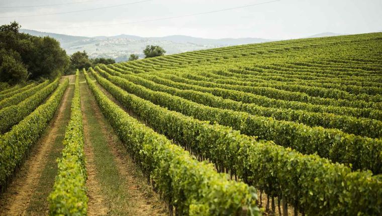 Οι experts του κρασιού λατρεύουν αυτή την περιοχή της Ιταλίας