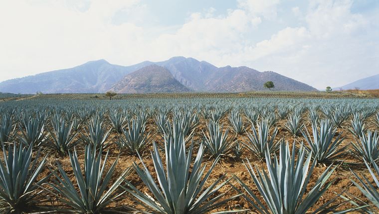 Τελειώνει όντως η τεκίλα στον πλανήτη;