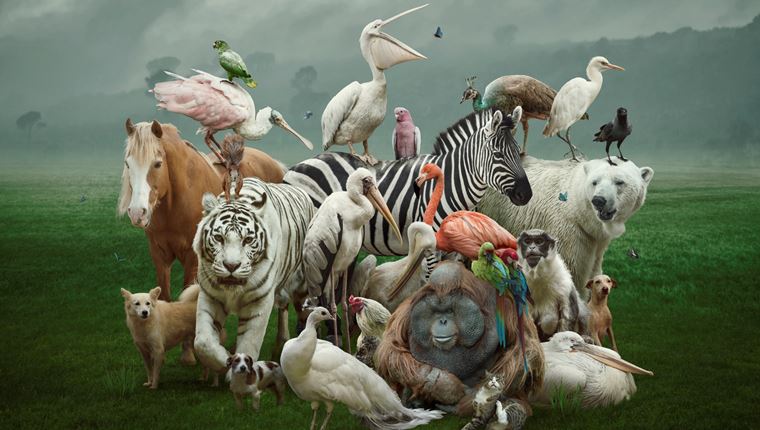 Παγκόσμια Ημέρα των Ζώων: Από την αρχαιότητα στο σήμερα