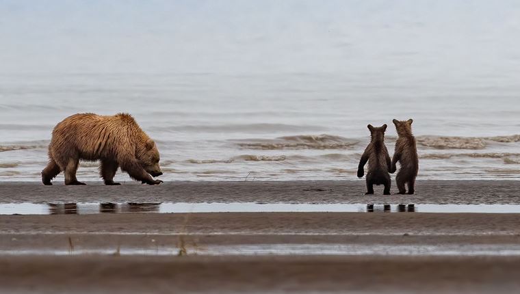 Σκοτώνοντας νεογέννητες αρκούδες στις φωλιές τους