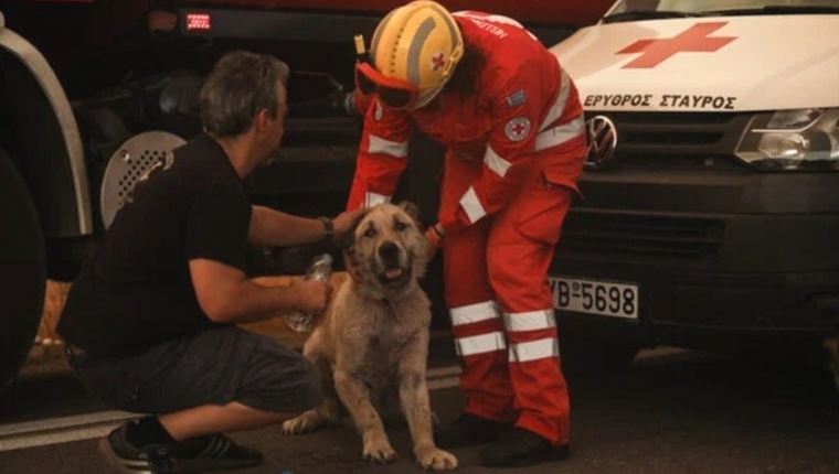 Πώς μπορείς να βοηθήσεις τα πυρόπληκτα ζώα
