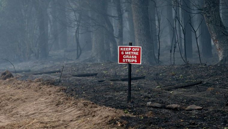 Τα δέντρα του πλανήτη κάνουν ό,τι μπορούν