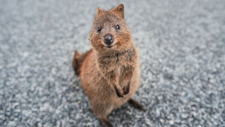 Αυτά είναι τα πιο χαριτωμένα ζώα στον κόσμο χωρίς καμία αμφιβολία
