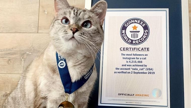 Αυτή είναι η πιο πλούσια γάτα στον κόσμο - Πόση είναι η περιουσία της