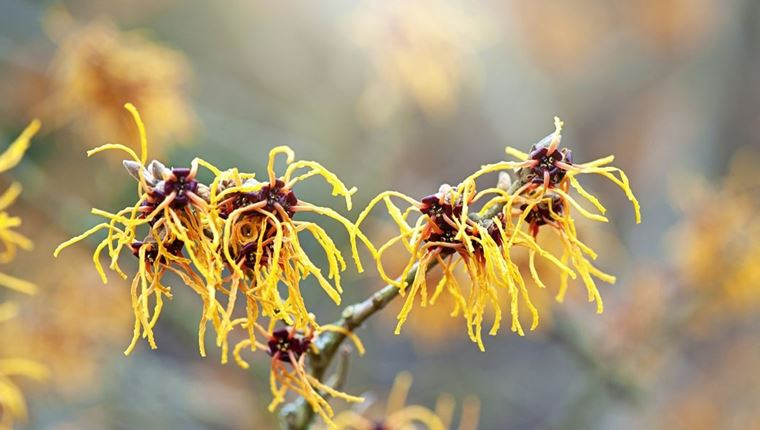 Υπάρχει φυτό που &#39;φτύνει&#39; τους σπόρους του σα σφαίρες