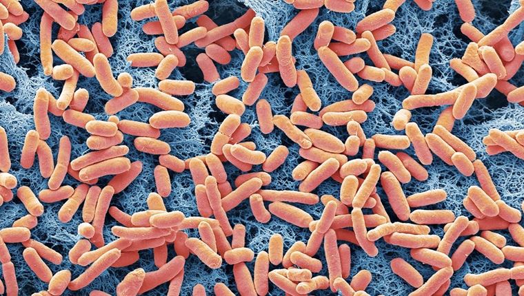 Βακτήρια παράγουν ενέργεια, το διαβάσαμε κι αυτό