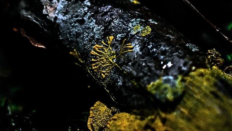 Ένα μανιτάρι έλυσε το πρόβλημα της Ιαπωνίας