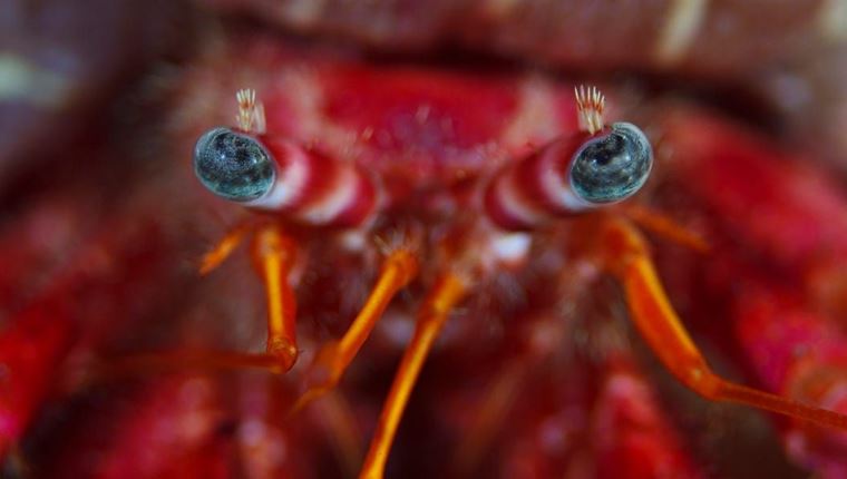 Αυτό το μικρό πλάσμα έχει γίνει ο νέος σταρ του διαδικτύου