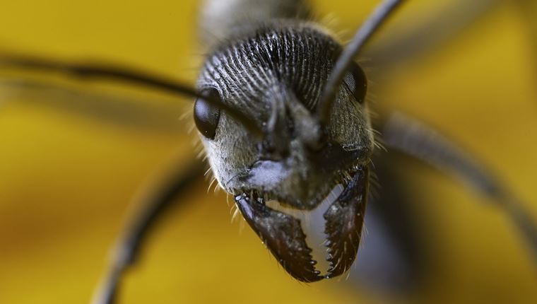 Επιστήμονες ανακάλυψαν μυρμήγκια που ίσως αλλάξουν το μέλλον της ιατρικής