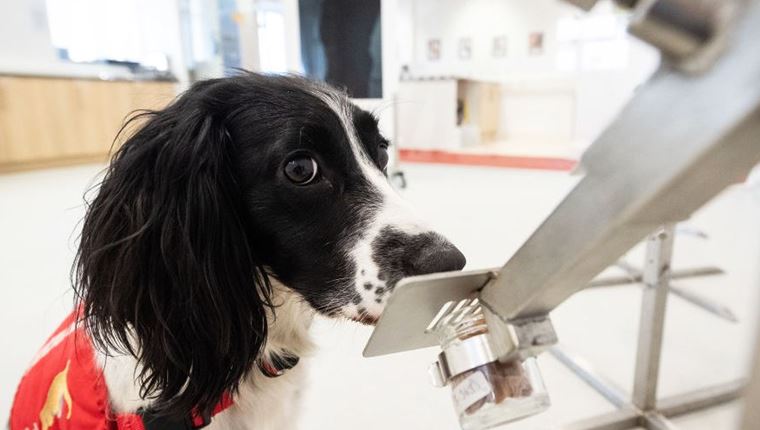 Τα σκυλιά μπορούν να μυρίζουν τον κορονοϊό στον άνθρωπο