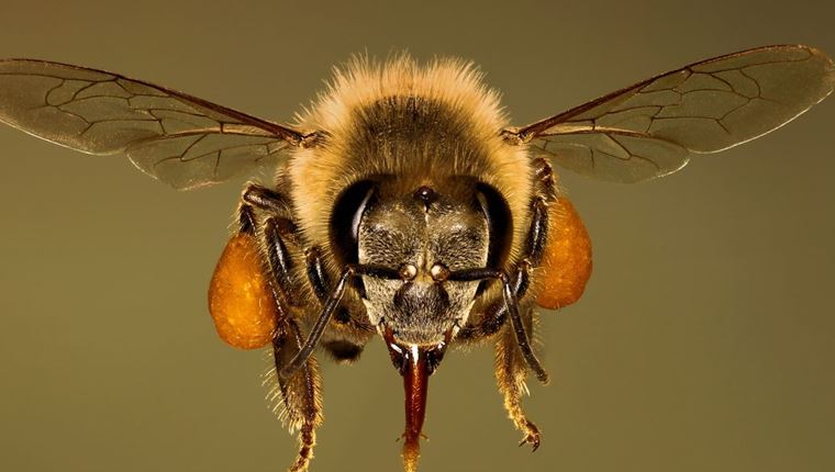 Οι μέλισσες που εκπαιδεύονται για να βρίσκουν τον κορονοϊό
