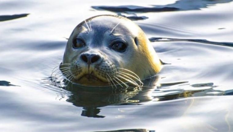 €5.000 για να βρεθεί ο δολοφόνος του Κωστή